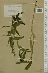 Lactuca sibirica (L.) Benth. ex Maxim., Siberia, Baikal & Transbaikal region (S4) (Russia)