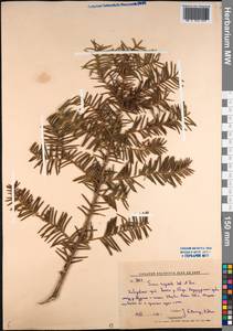 Taxus cuspidata Siebold & Zucc., Siberia, Russian Far East (S6) (Russia)