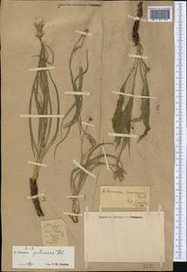 Pseudopodospermum pubescens (DC.) Zaika, Sukhor. & N. Kilian, Middle Asia, Western Tian Shan & Karatau (M3)