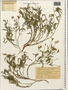 Astragalus captiosus A. Boriss., Caucasus, Stavropol Krai, Karachay-Cherkessia & Kabardino-Balkaria (K1b) (Russia)