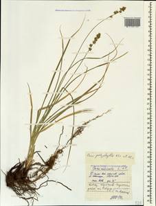 Carex polyphylla, Caucasus, Stavropol Krai, Karachay-Cherkessia & Kabardino-Balkaria (K1b) (Russia)