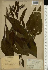 Symphytum officinale L., Eastern Europe, North Ukrainian region (E11) (Ukraine)