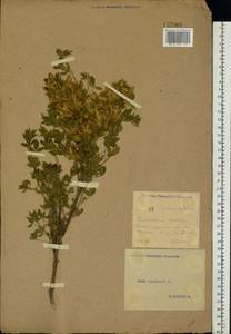 Chamaecytisus ruthenicus (Fisch. ex Wol.) Klásk., Eastern Europe, Eastern region (E10) (Russia)