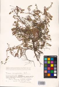 MHA 0 157 021, Thymus kirgisorum Dubj., Eastern Europe, Lower Volga region (E9) (Russia)