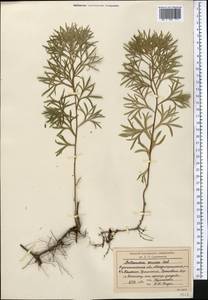 Artemisia sericea (Besser) Weber ex Stechm., Middle Asia, Northern & Central Kazakhstan (M10) (Kazakhstan)