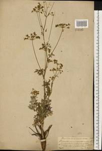 Xanthoselinum alsaticum (L.) Schur, Eastern Europe, Central forest-and-steppe region (E6) (Russia)