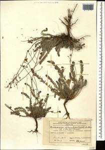 Reaumuria alternifolia subsp. alternifolia, Caucasus, Azerbaijan (K6) (Azerbaijan)