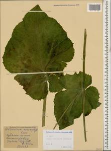 Doronicum macrophyllum Fisch., Caucasus, North Ossetia, Ingushetia & Chechnya (K1c) (Russia)