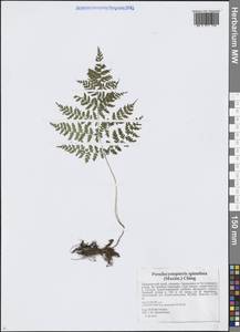 Athyrium spinulosum (Maxim.) Milde, Siberia, Russian Far East (S6) (Russia)