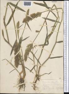 Polypogon fugax Nees ex Steud., Middle Asia, Kopet Dag, Badkhyz, Small & Great Balkhan (M1) (Turkmenistan)