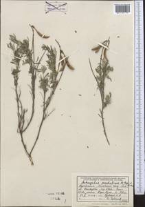 Astragalus pendulinus Popov & B. Fedtsch., Middle Asia, Kopet Dag, Badkhyz, Small & Great Balkhan (M1) (Turkmenistan)