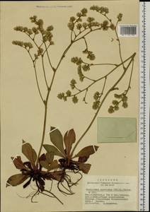 Goniolimon speciosum (L.) Boiss., Siberia, Yakutia (S5) (Russia)
