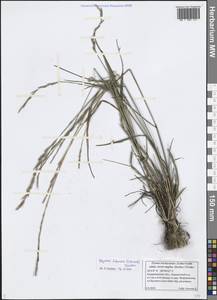 Elymus violaceus (Hornem.) J.Feilberg, Eastern Europe, Central region (E4) (Russia)