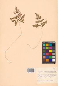 Gymnocarpium robertianum (Hoffm.) Newman, Siberia, Russian Far East (S6) (Russia)