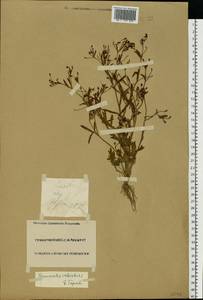 Ranunculus sceleratus L., Eastern Europe, Middle Volga region (E8) (Russia)