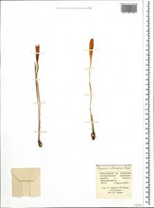 Crocus scharojanii Rupr., Caucasus, Krasnodar Krai & Adygea (K1a) (Russia)