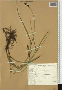 Carex disticha Huds., Western Europe (EUR) (Denmark)
