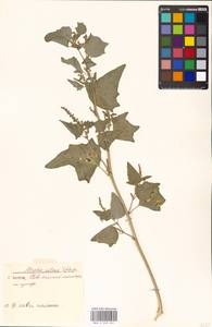 Atriplex sagittata Borkh., Eastern Europe, Moscow region (E4a) (Russia)