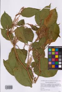 Reynoutria japonica Houtt., Eastern Europe, Moscow region (E4a) (Russia)