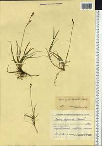 Carex vaginata var. vaginata, Siberia, Chukotka & Kamchatka (S7) (Russia)