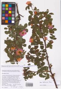 Rosa balsamica Besser, Eastern Europe, South Ukrainian region (E12) (Ukraine)