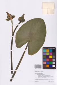 Nuphar lutea (L.) Sm., Eastern Europe, Central forest-and-steppe region (E6) (Russia)