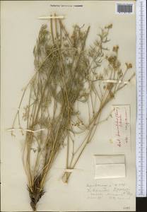 Libanotis fasciculata Korov., Middle Asia, Western Tian Shan & Karatau (M3) (Kazakhstan)