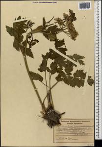 Heracleum pastinacifolium K.Koch, Caucasus, Armenia (K5) (Armenia)