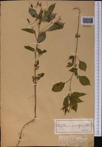 Impatiens parviflora, Middle Asia, Dzungarian Alatau & Tarbagatai (M5) (Kazakhstan)