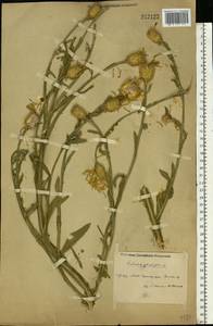 Centaurea glastifolia subsp. glastifolia, Eastern Europe, Rostov Oblast (E12a) (Russia)