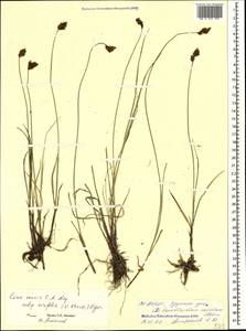 Carex pseudofoetida subsp. acrifolia (V.I.Krecz.) Kukkonen, Caucasus, North Ossetia, Ingushetia & Chechnya (K1c) (Russia)