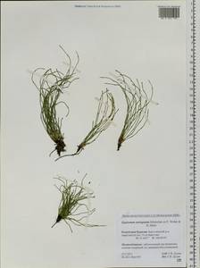 Equisetum variegatum Schleich., Siberia, Baikal & Transbaikal region (S4) (Russia)