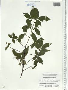 Euonymus verrucosus Scop., Siberia, Russian Far East (S6) (Russia)