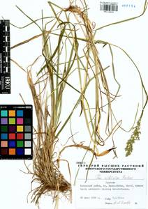 Poa sibirica Roshev., Siberia, Baikal & Transbaikal region (S4) (Russia)