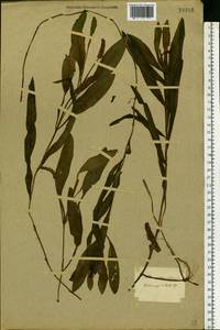 Potamogeton alpinus Balb., Eastern Europe, North-Western region (E2) (Russia)