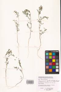 Descurainia sophia (L.) Webb ex Prantl, Eastern Europe, Lower Volga region (E9) (Russia)