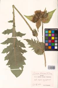 Cirsium oleraceum (L.) Scop., Eastern Europe, Moscow region (E4a) (Russia)