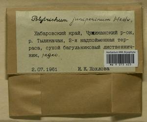 Polytrichum juniperinum Hedw., Bryophytes, Bryophytes - Russian Far East (excl. Chukotka & Kamchatka) (B20) (Russia)