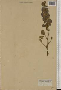 Aconitum napellus, Western Europe (EUR) (Not classified)