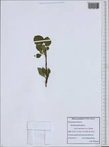 Malus prunifolia (Willd.) Borkh., Eastern Europe, North-Western region (E2) (Russia)
