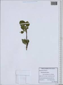 Malus prunifolia (Willd.) Borkh., Eastern Europe, North-Western region (E2) (Russia)