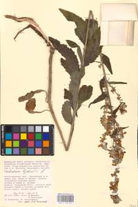 MHA 0 158 901, Verbascum lychnitis L., Eastern Europe, Lower Volga region (E9) (Russia)