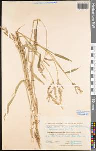 Echinochloa crus-galli (L.) P.Beauv., Eastern Europe, North Ukrainian region (E11) (Ukraine)