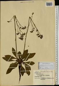 Limonium tomentellum (Boiss.) Kuntze, Eastern Europe, Central forest-and-steppe region (E6) (Russia)