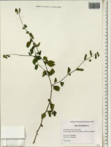 Sida rhombifolia, South Asia, South Asia (Asia outside ex-Soviet states and Mongolia) (ASIA) (Vietnam)