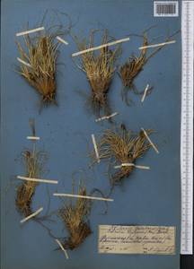 Carex kokanica (Regel) S.R.Zhang, Middle Asia, Pamir & Pamiro-Alai (M2) (Kyrgyzstan)