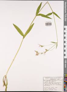 Silene flos-cuculi (L.) Greuter & Burdet, Eastern Europe, Central region (E4) (Russia)