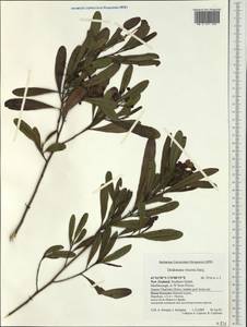 Dodonaea viscosa, Australia & Oceania (AUSTR) (New Zealand)