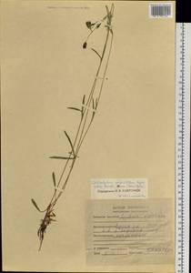 Silene involucrata subsp. tenella (Tolm.) Bocquet, Siberia, Yakutia (S5) (Russia)