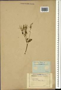 Scandix pecten-veneris L., Caucasus (no precise locality) (K0)
